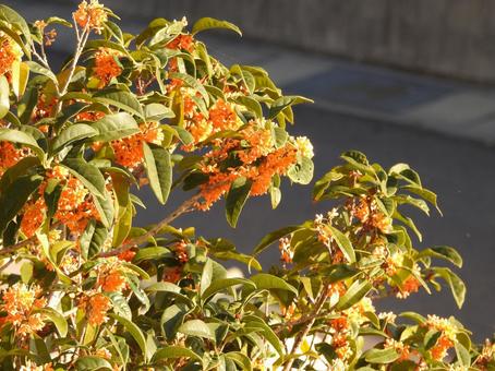 香る金木犀（キンモクセイ） キンモクセイ,花,金木犀の写真素材