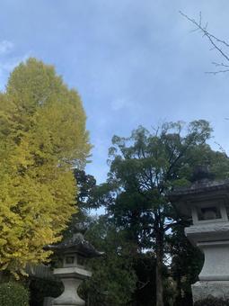 銀杏と石灯籠が並ぶ日本庭園の秋景色 銀杏と石灯籠が並ぶ日本庭園の秋景色の写真