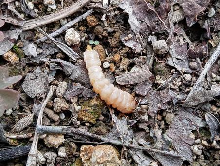 カミキリの幼虫 カミキリの幼虫の写真