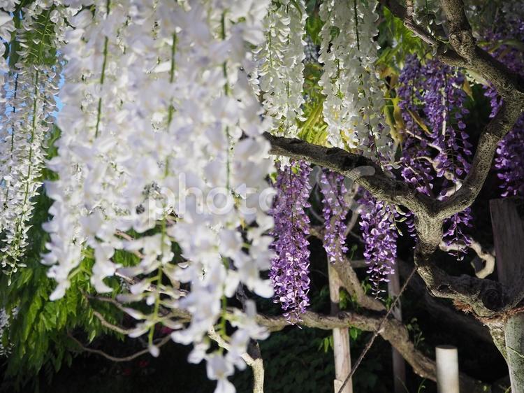 あしかがフラワーパークの藤 藤,ふじ,あしかがフラワーパークの写真素材