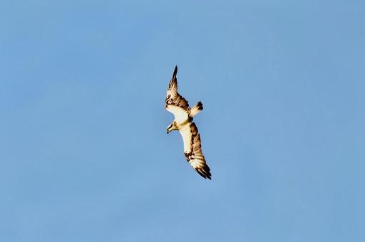 獲物を見つけて急降下する海の鷹ミサゴ ミサゴ,海の鷹,海岸の写真素材