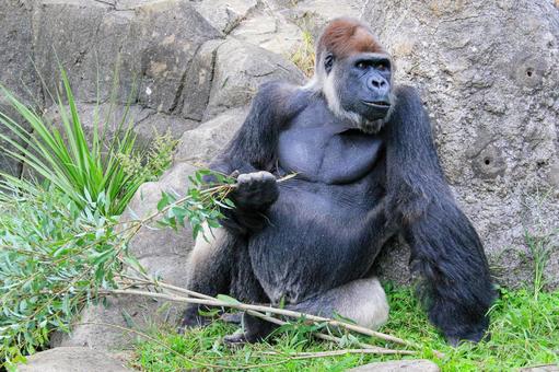 ニシゴリラ ニシゴリラの写真