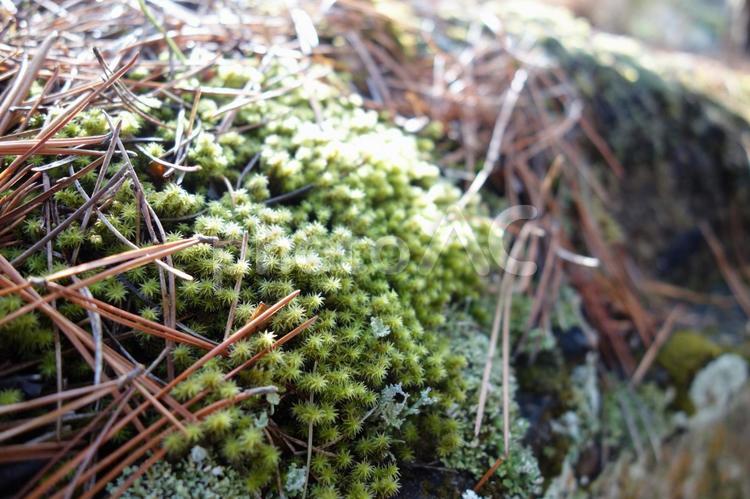 濡れた苔と松葉 苔,こけ,松の写真素材