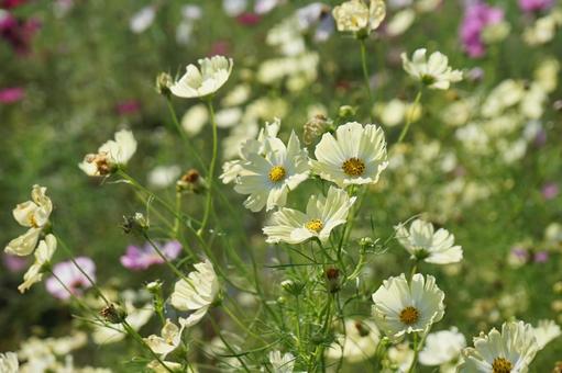 秋桜 コスモス,秋,風景の写真素材