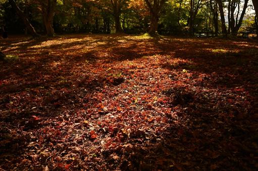 紅葉3 紅葉3の写真