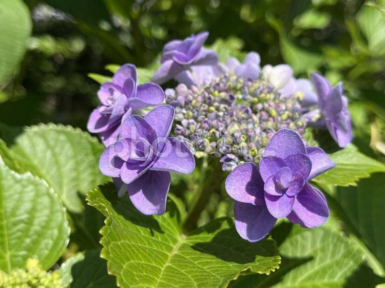 紫のアジサイの花 アジサイ,花,紫陽花の写真素材