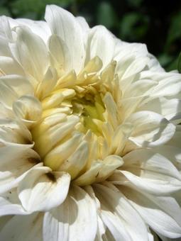 Photo, darya, flower, plant, 