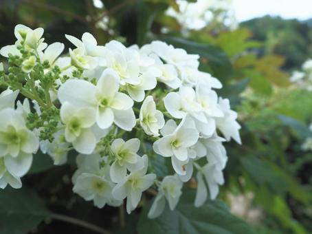 ガクアジサイ ガクアジサイ アジサイ,ガクアジサイ,花の写真素材