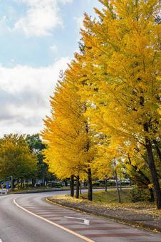黄葉した道路沿いのイチョウの木 秋,風景,紅葉の写真素材