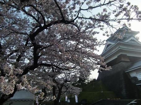 桜咲く上山城 桜咲く上山城 上山城,桜,観桜会の写真素材