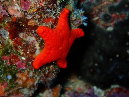 ヒメチシオヒトデ ヒメチシオヒトデ 海,沖縄,シュノーケリングの写真素材