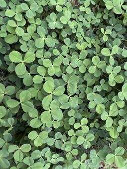 クローバー 菊,小菊,満開の写真素材