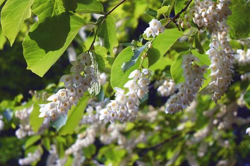 白い房の花を付けた木の枝 白い房の花を付けた木の枝の写真