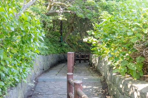木々に囲まれた下り階段 木々に囲まれた下り階段 階段国道,標識,339号線の写真素材