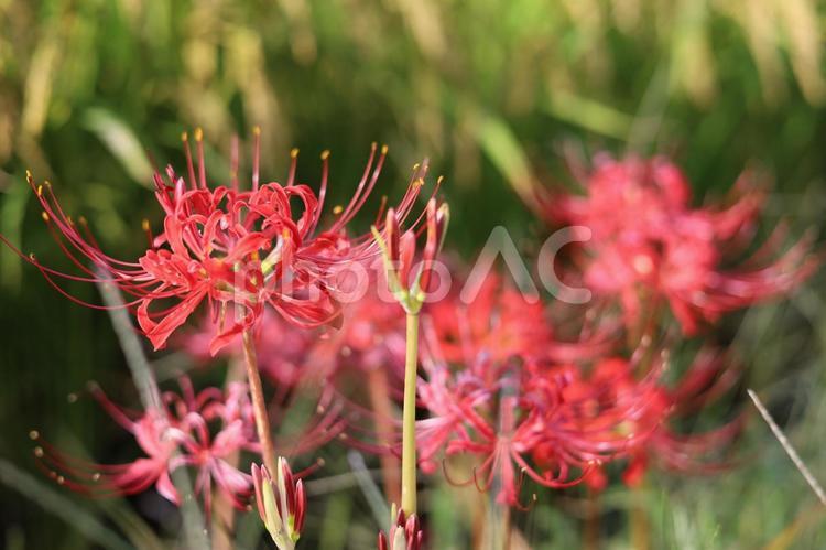 彼岸花　秋の訪れ 彼岸花,ヒガンバナ,曼珠沙華の写真素材