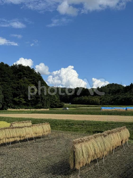 天日干し（長野県塩尻市） 天日干し,稲,米の写真素材