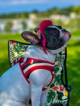 初夏の犬（フレブル&キャンプ）_1 犬,フレブル,肉球の写真素材