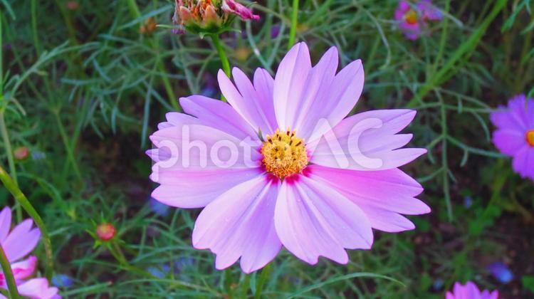 鮮やかなコスモス コスモス,秋桜,薄紫色の写真素材