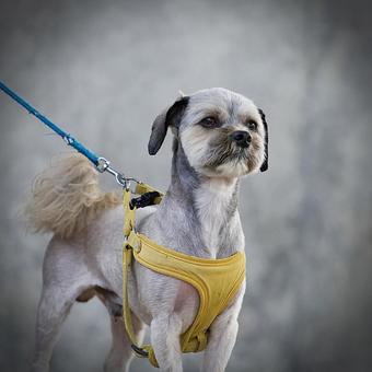 お散歩ワンコ(ミックス犬) お散歩ワンコ(ミックス犬) 犬,ミックス犬,小型犬の写真素材