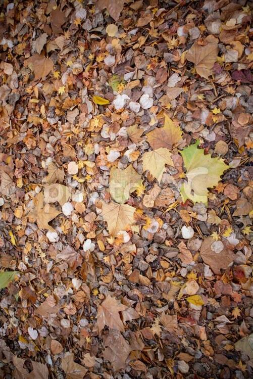 地面に敷き詰められたたくさんの落ち葉、枯れ葉 秋,落ち葉,枯れ葉の写真素材