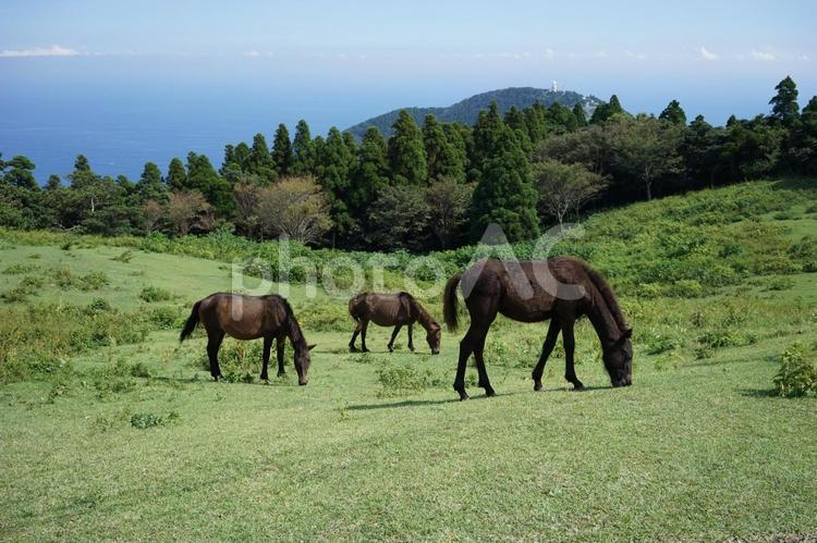 都井岬と馬と海の風景 都井岬,馬,放牧の写真素材