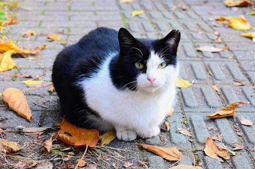 猫と見つめ合って。 猫,野良猫,野良の写真素材
