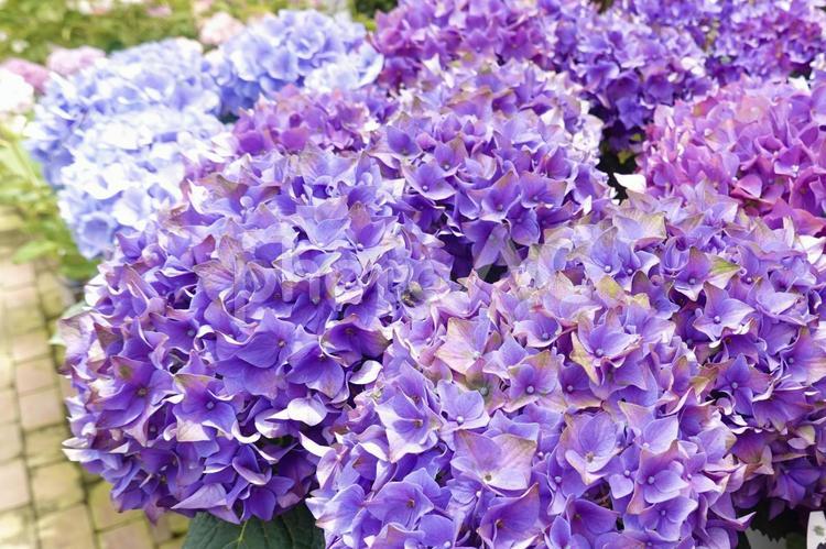 見事なふっくらアジサイ あじさい,紫陽花,花の写真素材