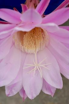 サボテンの花 サボテンの花の写真