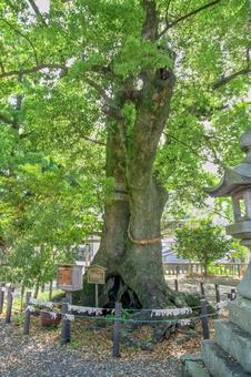 浜松市 気賀 細江神社の御神木（静岡） 御神木,神木,細江神社の写真素材