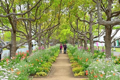 遊歩道　老夫婦　花 夫婦,老夫婦,遊歩道の写真素材