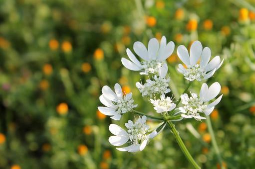 キンセンカに囲まれて花開く一輪のオルレア キンセンカに囲まれて花開く一輪のオルレアの写真