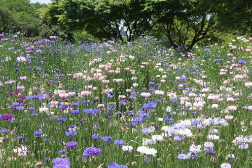 ヤグルマギク 咲く風景 ヤグルマギク 咲く風景の写真