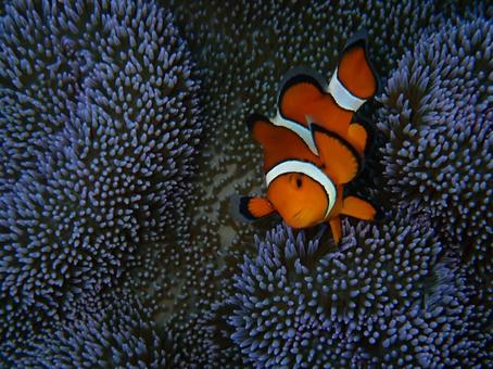 カクレクマノミ カクレクマノミ 魚,海,沖縄の写真素材