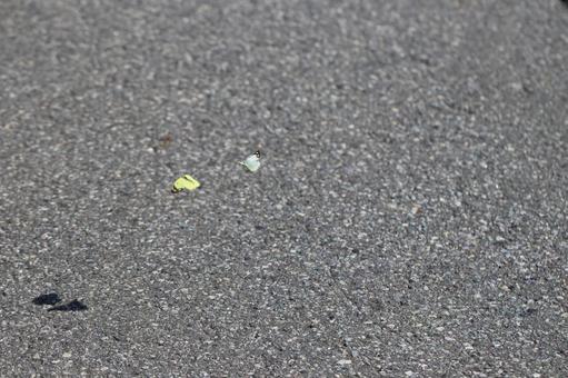 A Colias butterfly flying over the asphalt, JPG
