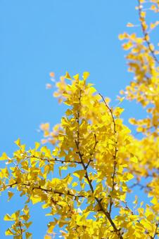 黄色く色づいたイチョウ2 イチョウ,銀杏,秋イメージの写真素材