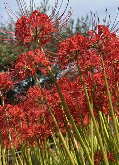 彼岸花・曼殊沙華の赤い群生 彼岸花・曼殊沙華の赤い群生 彼岸花,ヒガンバナ,曼殊沙華の写真素材