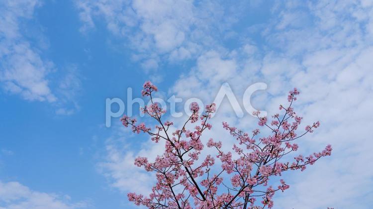 満開の桜と青空 染井吉野,4月,ソメイヨシノの写真素材