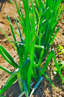 ネギ畑 ネギ,ネギ畑,畑の写真素材