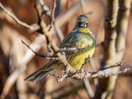 A Japanese bush bunting perched on a branch, aoji, wild bird, bird, JPG