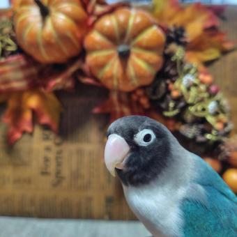 ブルーボタンインコのハロウィン ブルーボタンインコ,ペット,鳥の写真素材