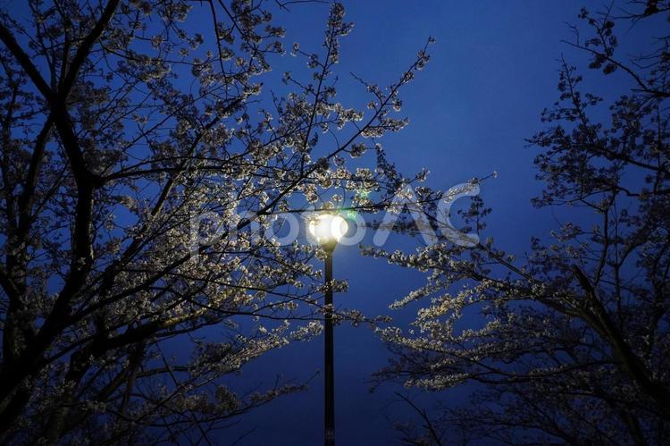 街灯とサクラの木 空,公園,サクラの木の写真素材