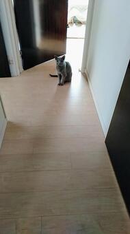 ロシアンブルー ロシアンブルー,ペット,キャットタワーの写真素材