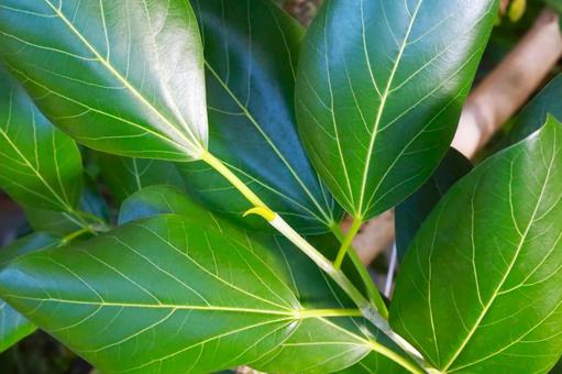 美しい観葉植物 美しい観葉植物の写真