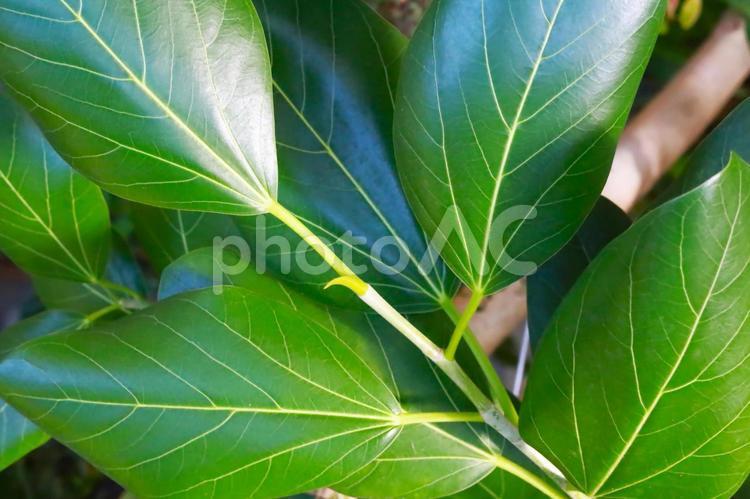 美しい観葉植物 観葉植物,自然,背景の写真素材