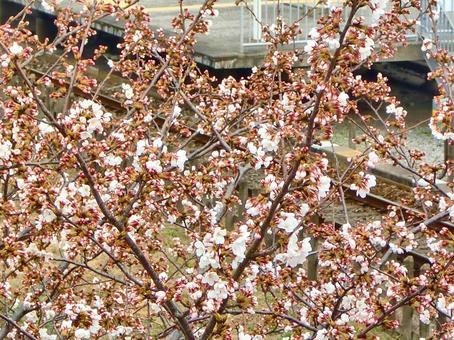桜の季節-26 桜の季節-26 桜,木,幹の写真素材