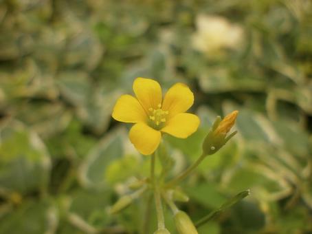 花 カタバミ 黄 イエロー 花 カタバミ 黄 イエローの写真