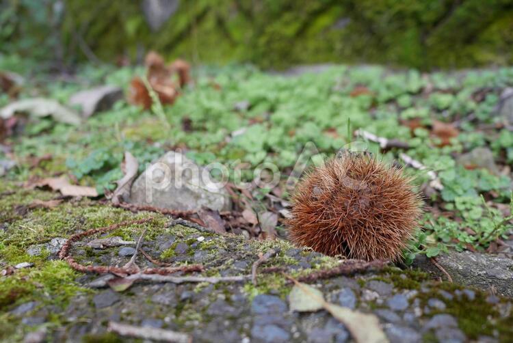 毬栗（いがぐり） 栗,クリ,くりの写真素材