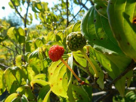 【花の写真】ヤマボウシの実 【花の写真】ヤマボウシの実の写真