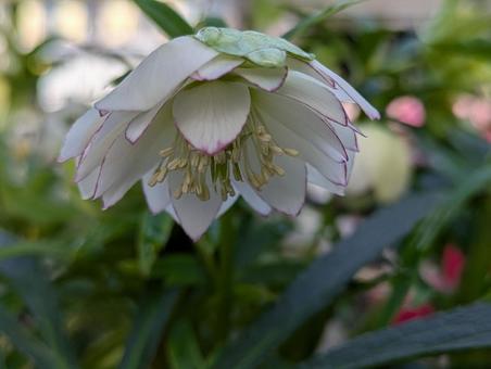 かわいいクリスマスローズの写真