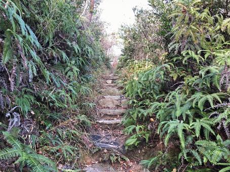 登山道 シダが生い茂る階段 登山道 シダが生い茂る階段の写真